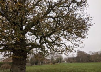 Sindlesham Oak tree at Bearwood Recreation Ground