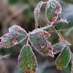 Frosty winter leaf