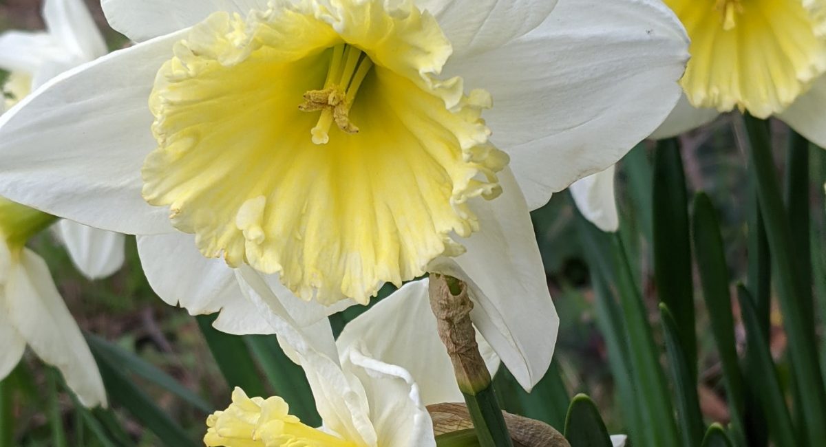 Daffodils at Bearwood Recreation Ground