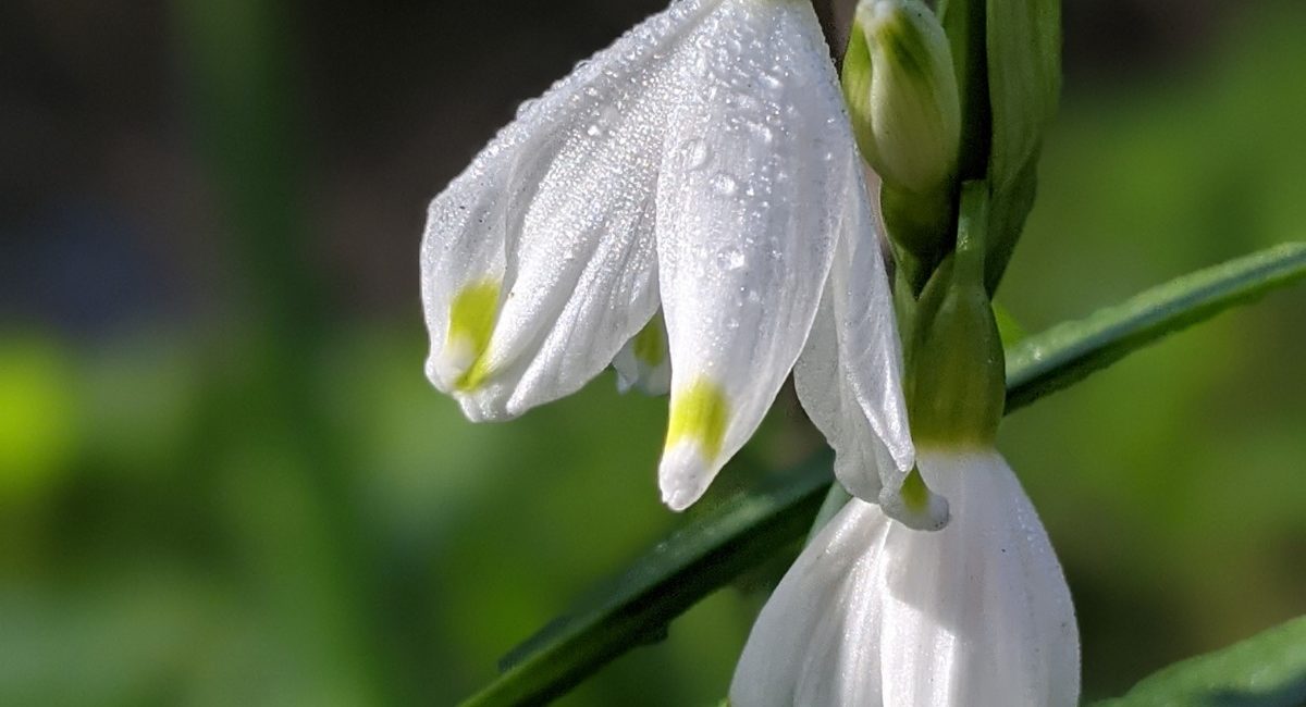 The Loddon Lily