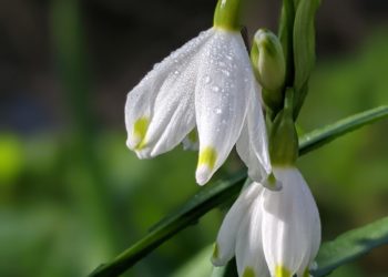 The Loddon Lily